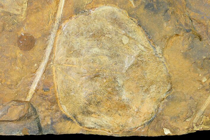 Paleocene Fossil Leaf (Cocculus) - North Dakota #145305